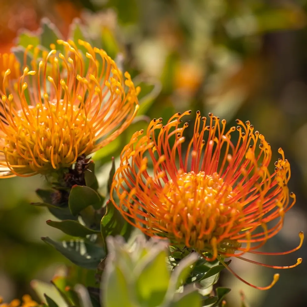 Протея Leucospermum catherinae семена 2 шт