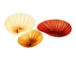 Baby Coral