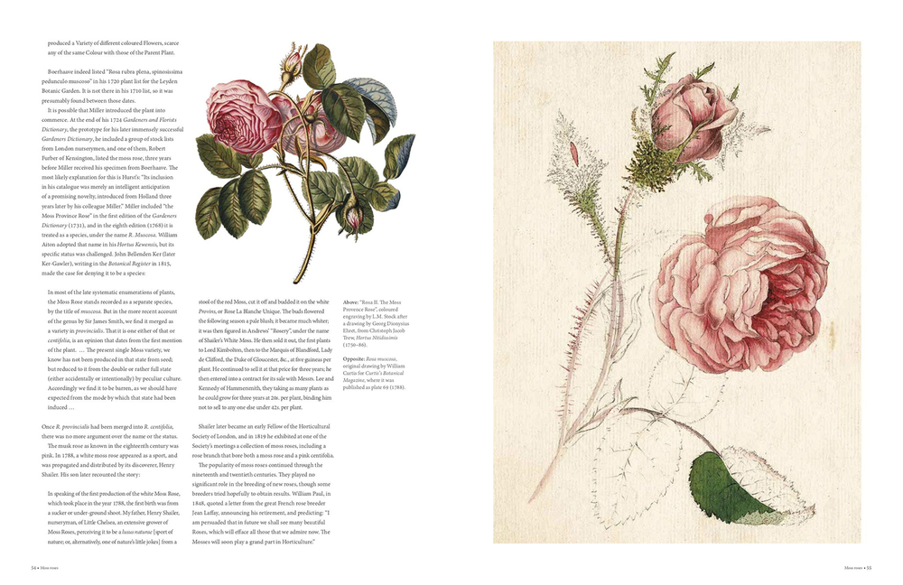 The Rose: The History of the World's Favourite Flower Told Through 40 Extraordinary Roses
