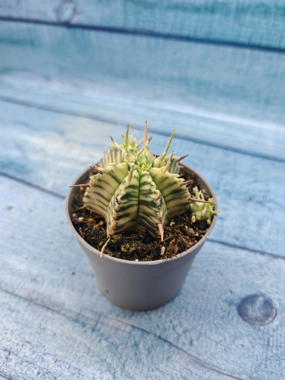 Euphorbia meloformis f. Variegated (Эуфорбия вариегатная)