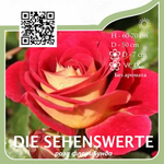 Роза флорибунда "Die Sehenswerte"