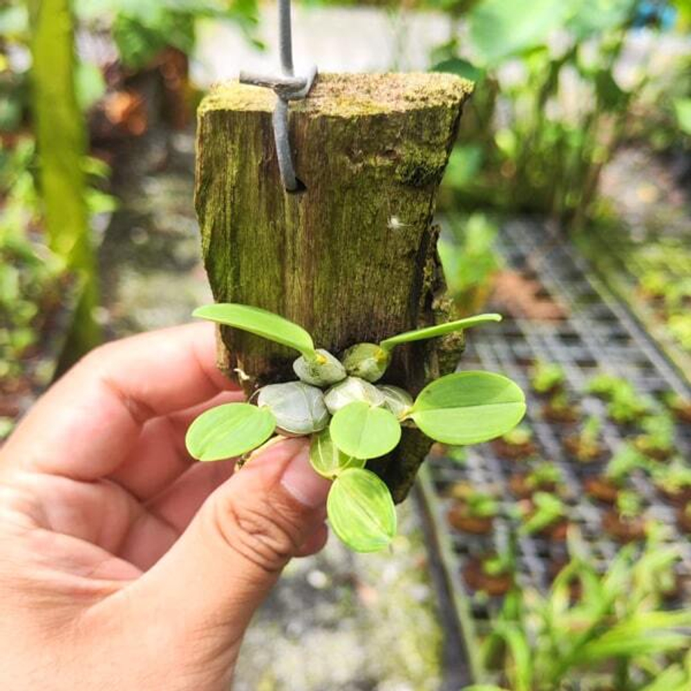 Орхидея DENDROBIUM JENKINSII (Н84)