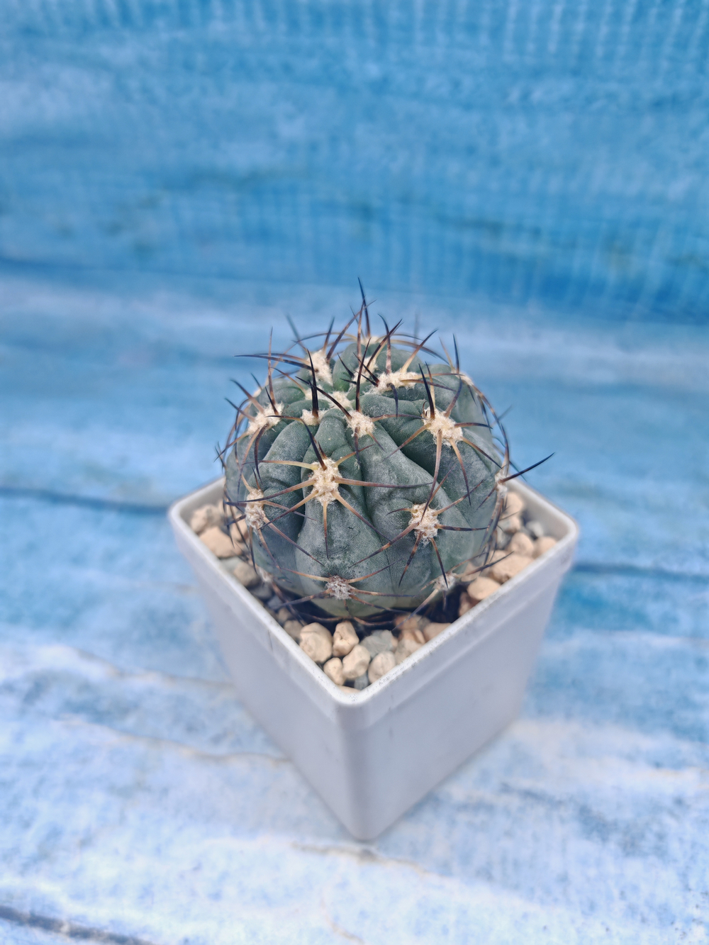 Gymnocalycium Glaucum (Гимнокалициум)