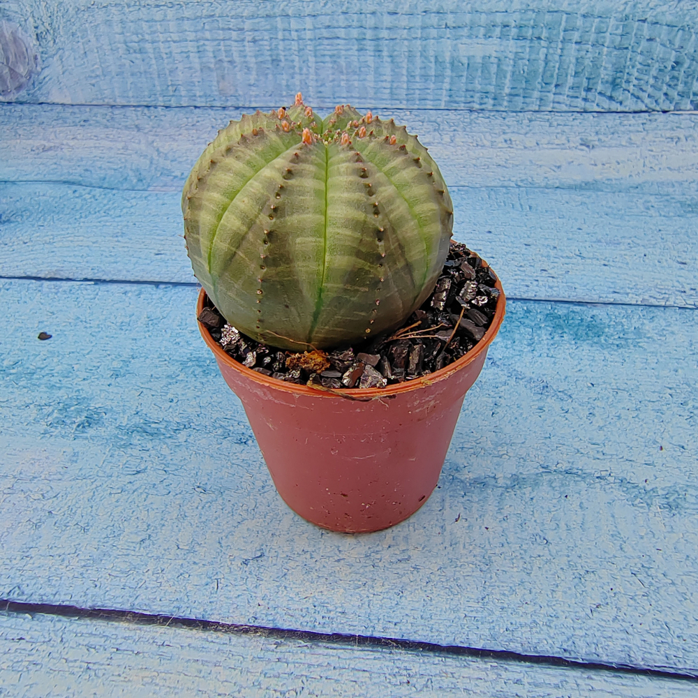 Euphoria Obesa (Эуфорбия)