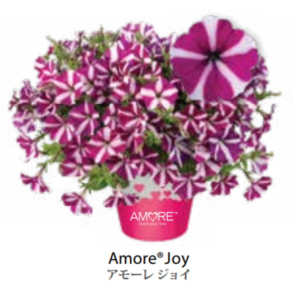 ЕВРО неукор Петуния AMORE Joy ЕВРО НЕукоренный черенок (срезы) НОЯБРЬ поставка 3