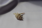 Морская ракушка Куриная нога (Aporrhais pesgallinae) 3,2 см.