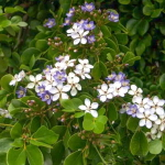 Гваякум лекарственный – Guaiacum officinale (11)