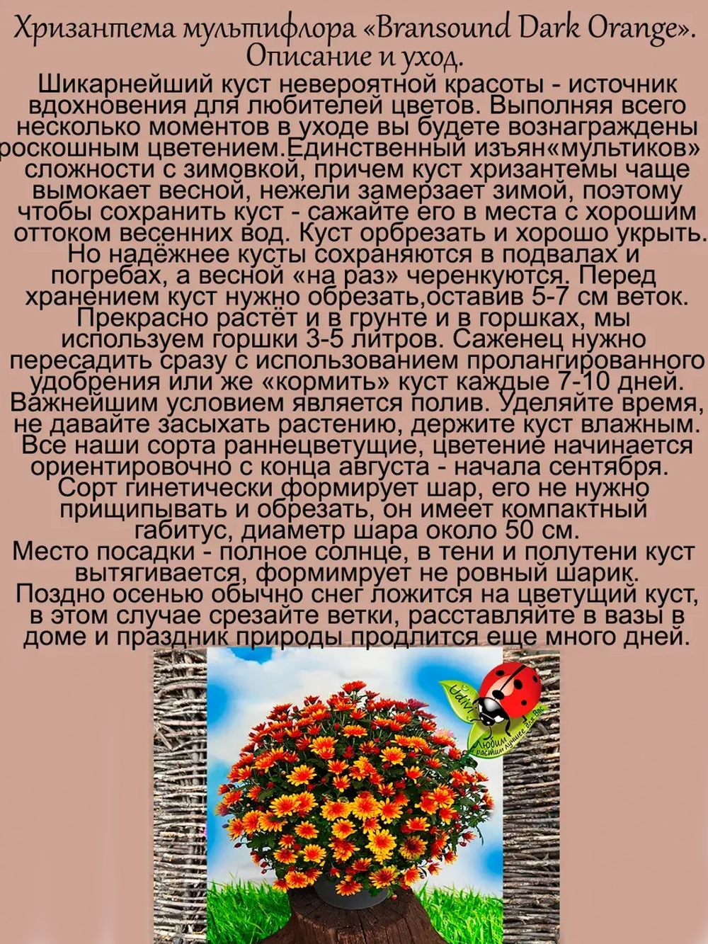 Хризантема мультифлора Брасаунд Дарк Оранж раннецветущая