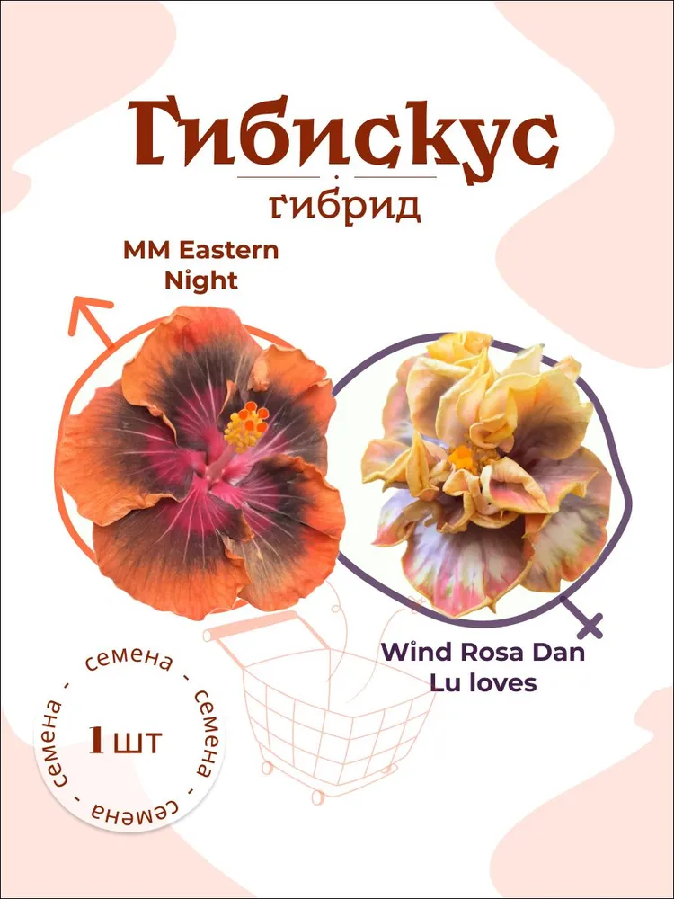 Гибискус MM Eastern Night x Wind Rosa Dan Lu loves семя, 1 шт.