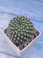 Rebutia Marsoneri (Ребуция)