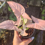 Сингониум (01) OM CHOMPHU NARROW LEAF (В93)