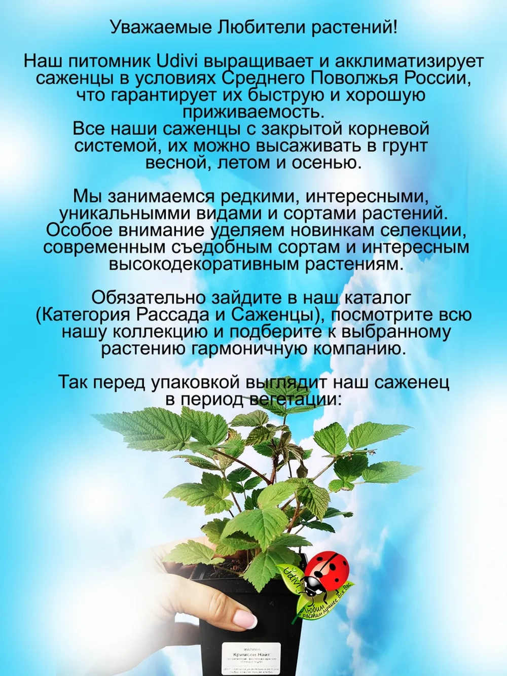 Малина Кримсон Найт ремонтантная