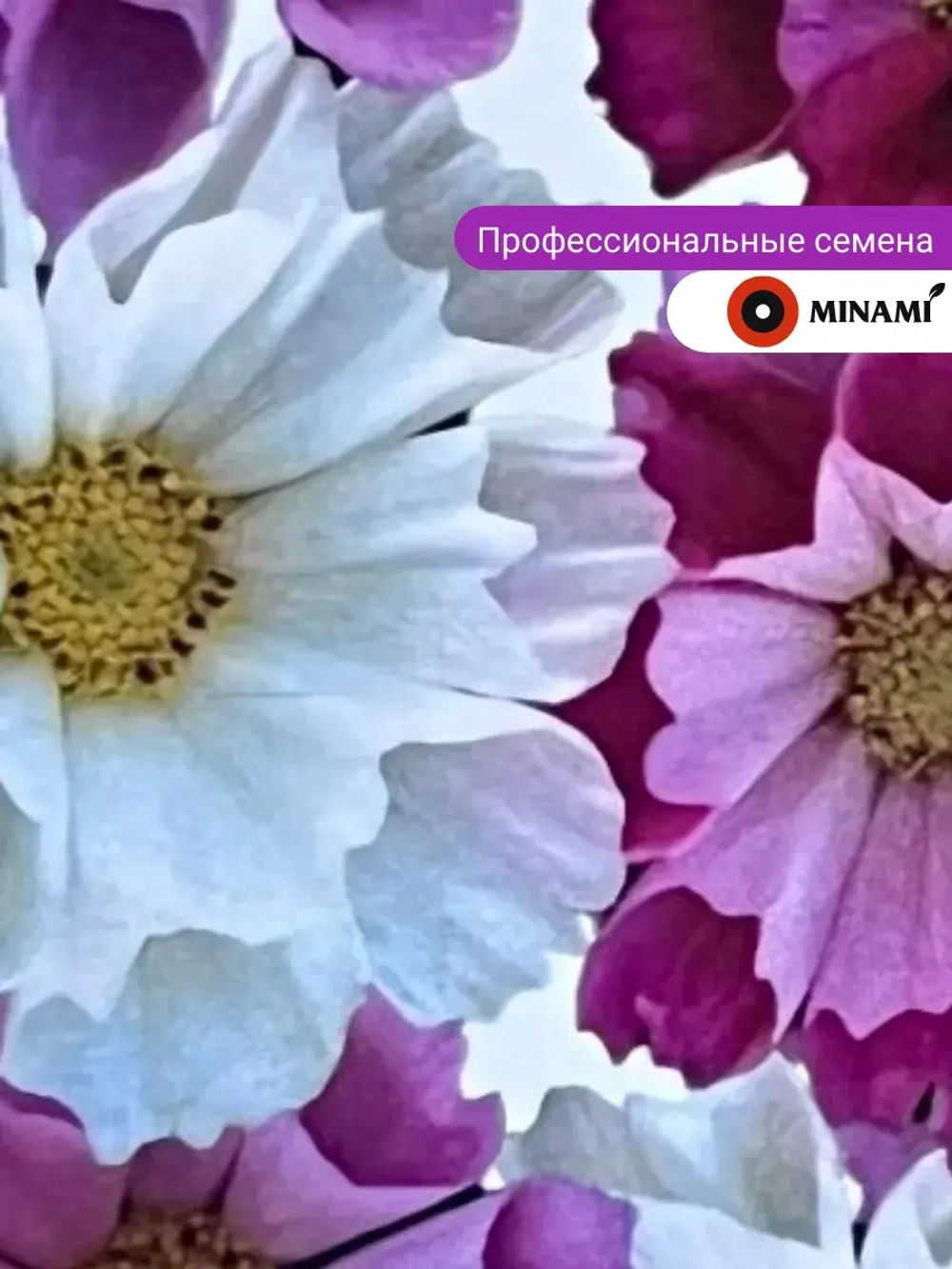 Космея Морские ракушки смесь 5гр