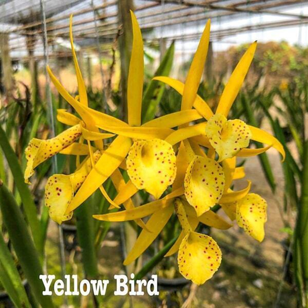 Орхидея брассолелия BL. YELLOW BIRD
