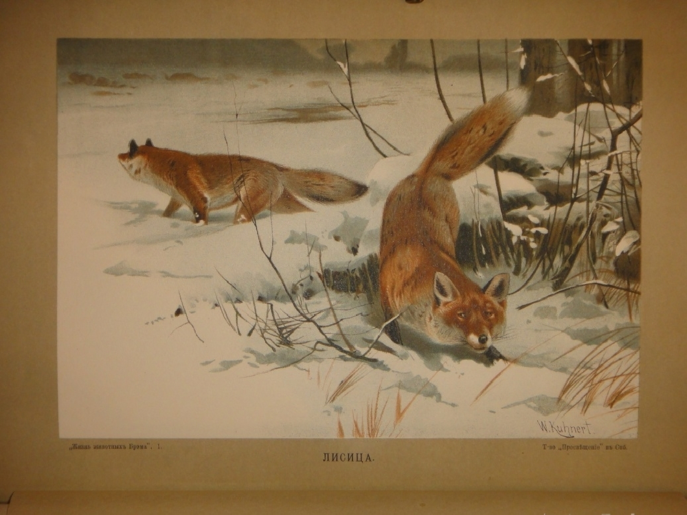 "Жизнь животных. В 3-х томах". 1904г.