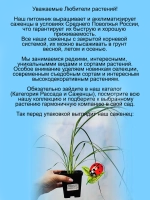 Злак Пампасная трава Розовое облако