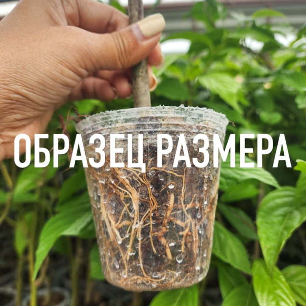 Копсия кустарниковая – Kopsia fruticosa