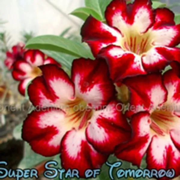 Адениум тучный "Super Star of tomorrow" семена 3 шт