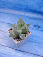 Haworthia Retusa Aurea var. (Хавортия)