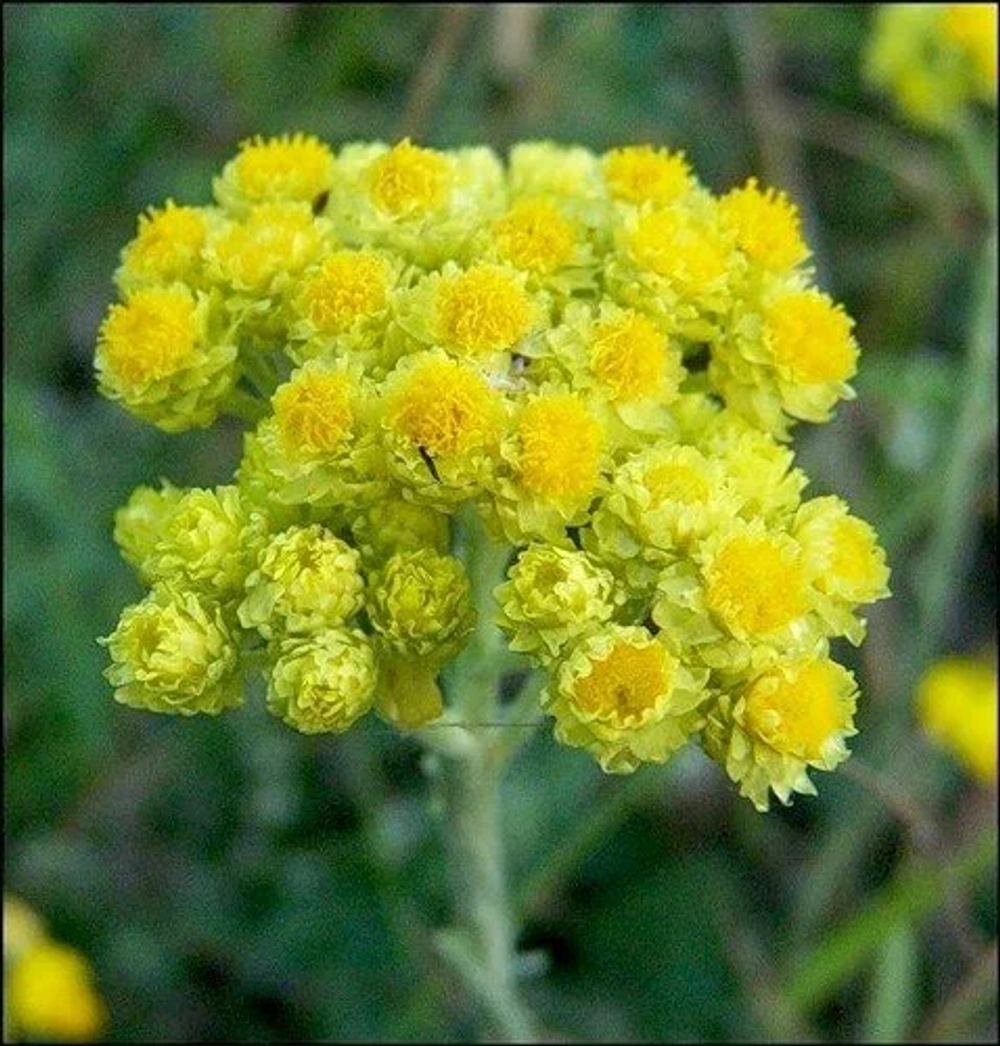 Бессмертник песчаный(цмин)