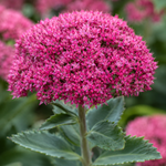Очиток ‘Globe Pink’