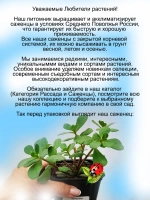 Портулак Желтый с красным глазком вегетативный