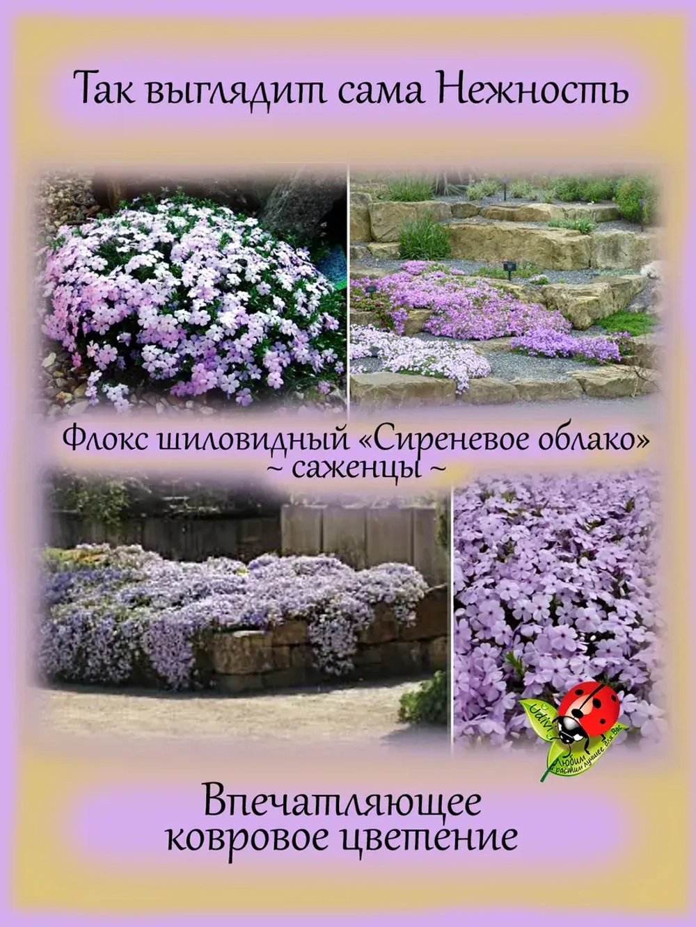Флокс шиловидный Сиреневое облако Лилак Клауд