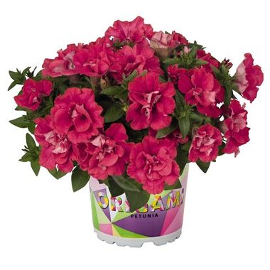 32154 Петуния ORIGAMI WATERMELON - горшок 0,5л(P9)