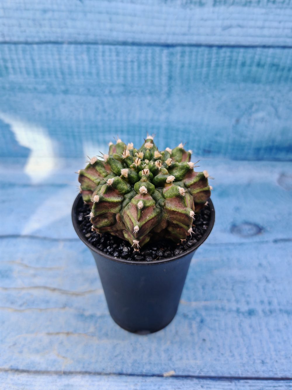Gymnocalycium T-Rex Pink hybrid (Гимнокалициум)