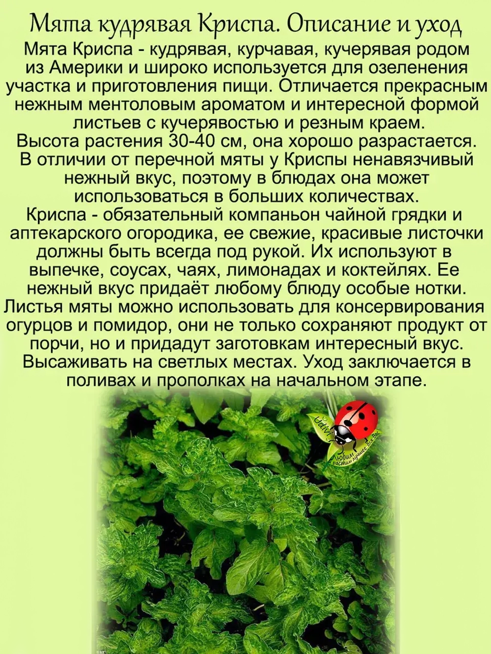 Мята Криспа кудрявая кучерявая