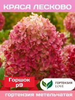 Краса Лесково гортензия метельчатая