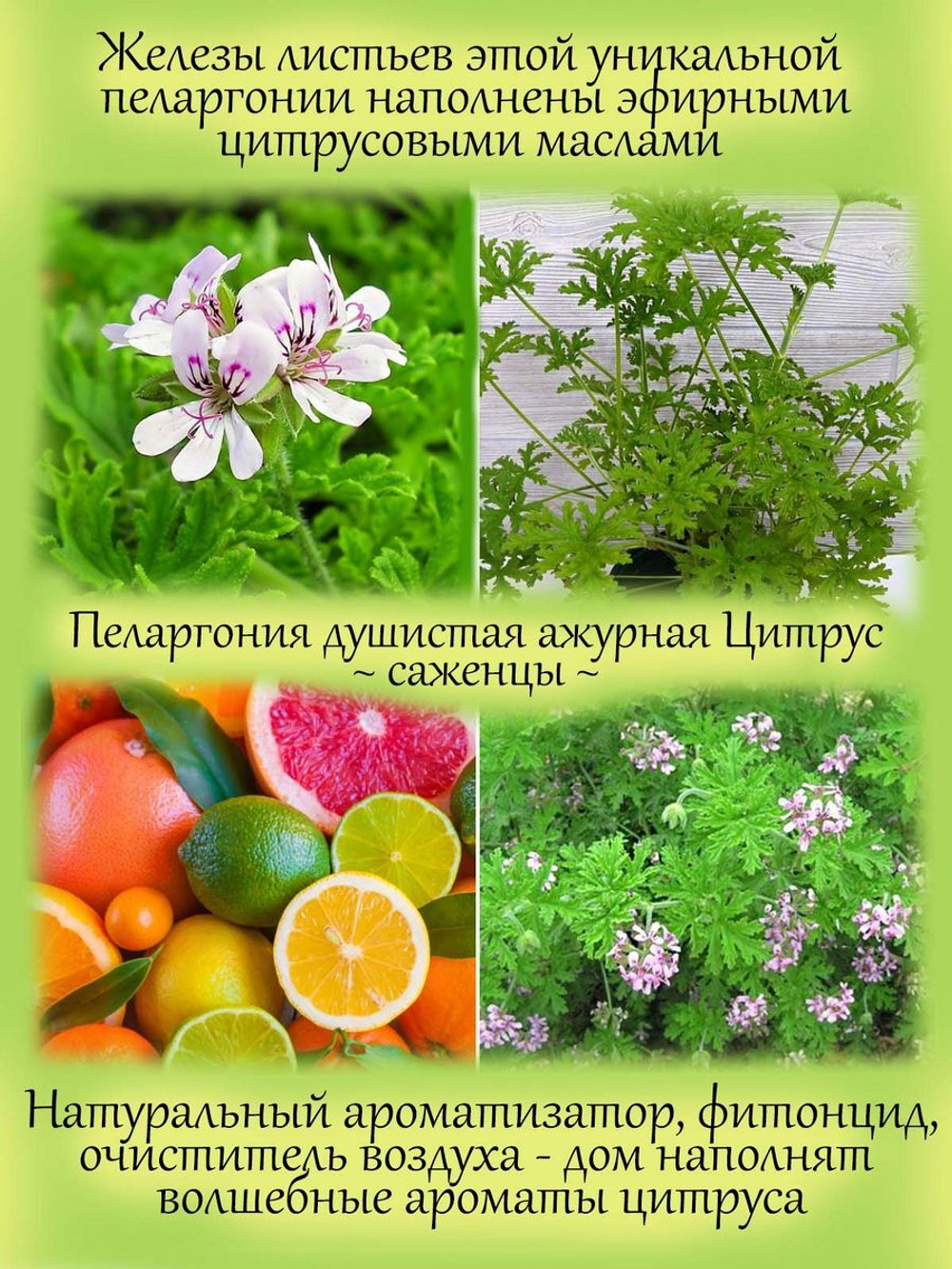 Пеларгония Цитрус ароматная цитрусовые фрукты герань душистая