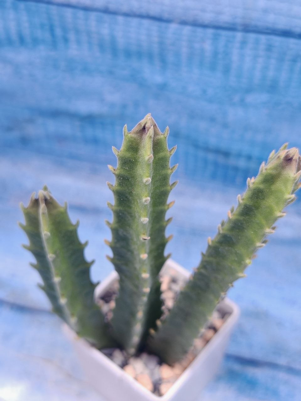 Stapelia Gigantea (Стапелия)