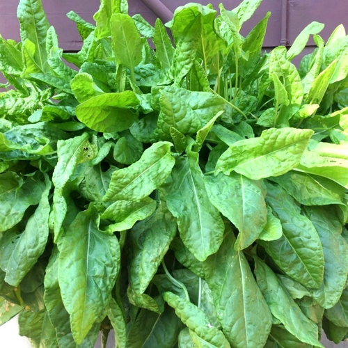 Французский Салатный Щавель - French Salad Sorrel