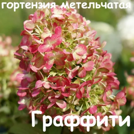 Гортензия метельчатая «Граффити» Р9