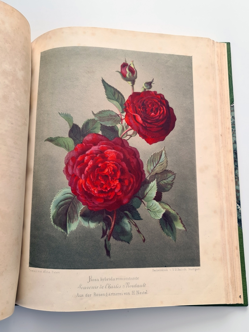 "Nestel`s Rosengarten. [  Сад роз Нестела]". E. Schweizerbartsche Verlagshandlung. 1869г.