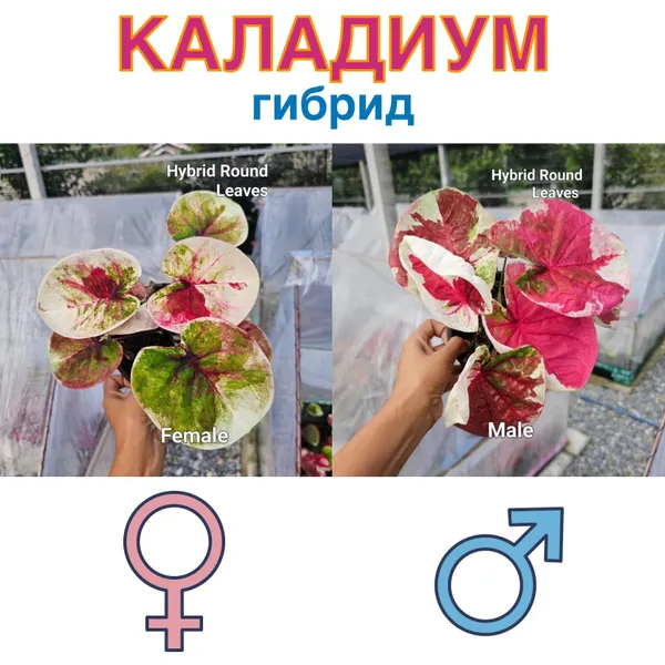 Каладиум гибрид круглолистный х Гибрид круглолистный семена 5 штук