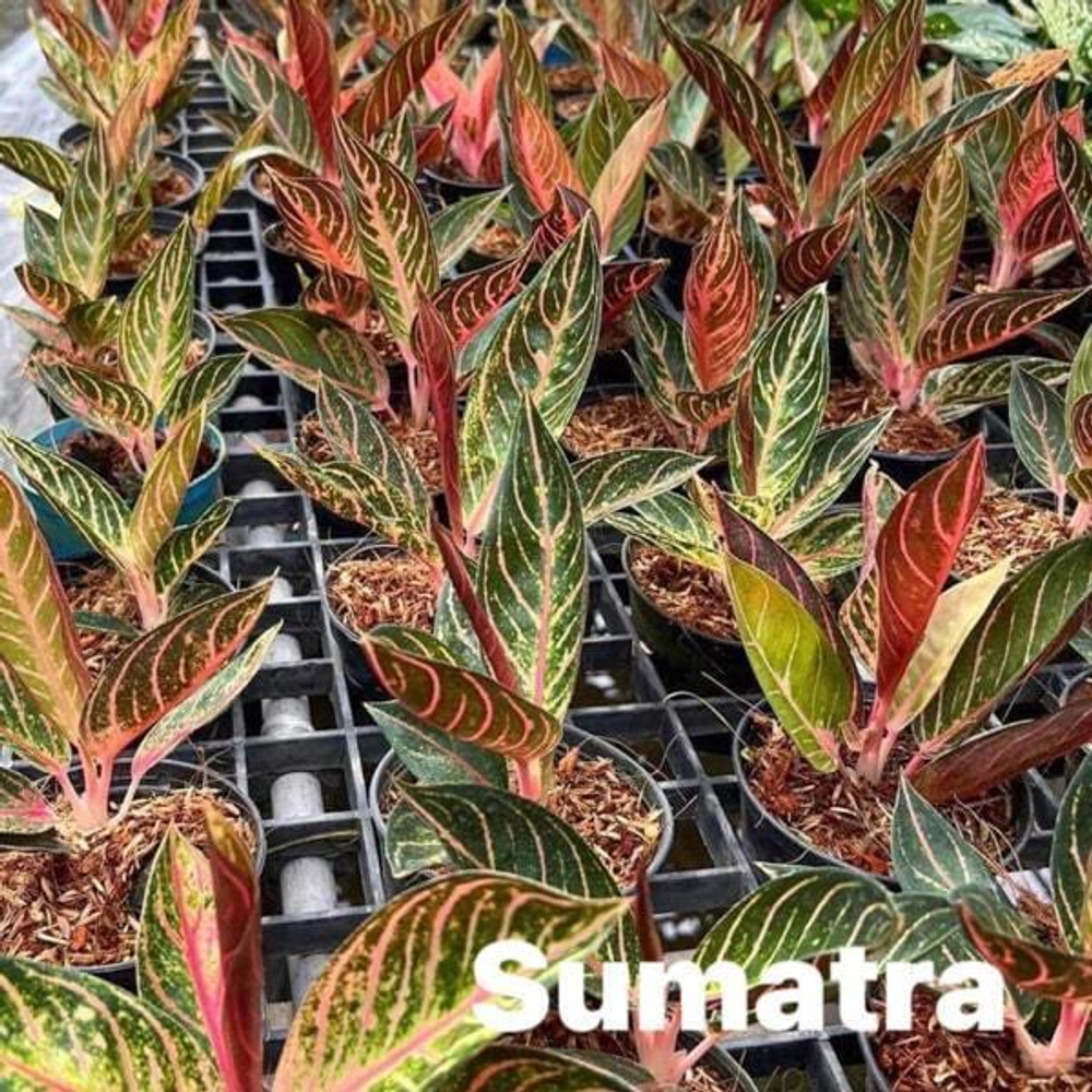 Аглаонема SUMATRA (С61)