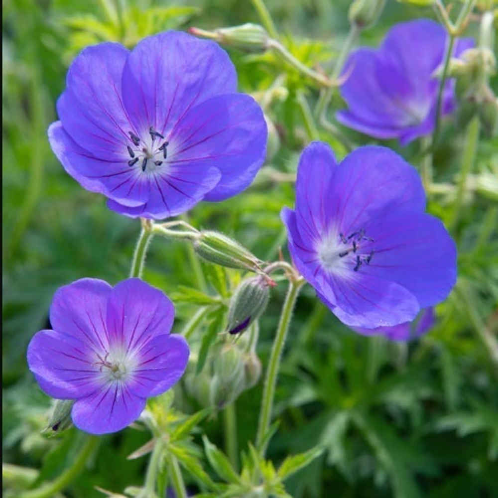 Герань "Brookside". Geranium "Brookside".