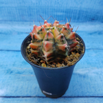 Gymnocalycium Variegata (Гимнокалициум Вариегатный)