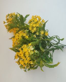 Кашка куст 5 веток 31 см