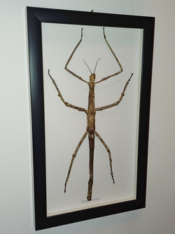 Палочник гигантский в рамке