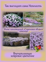 Флокс шиловидный Сиреневое облако Лилак Клауд