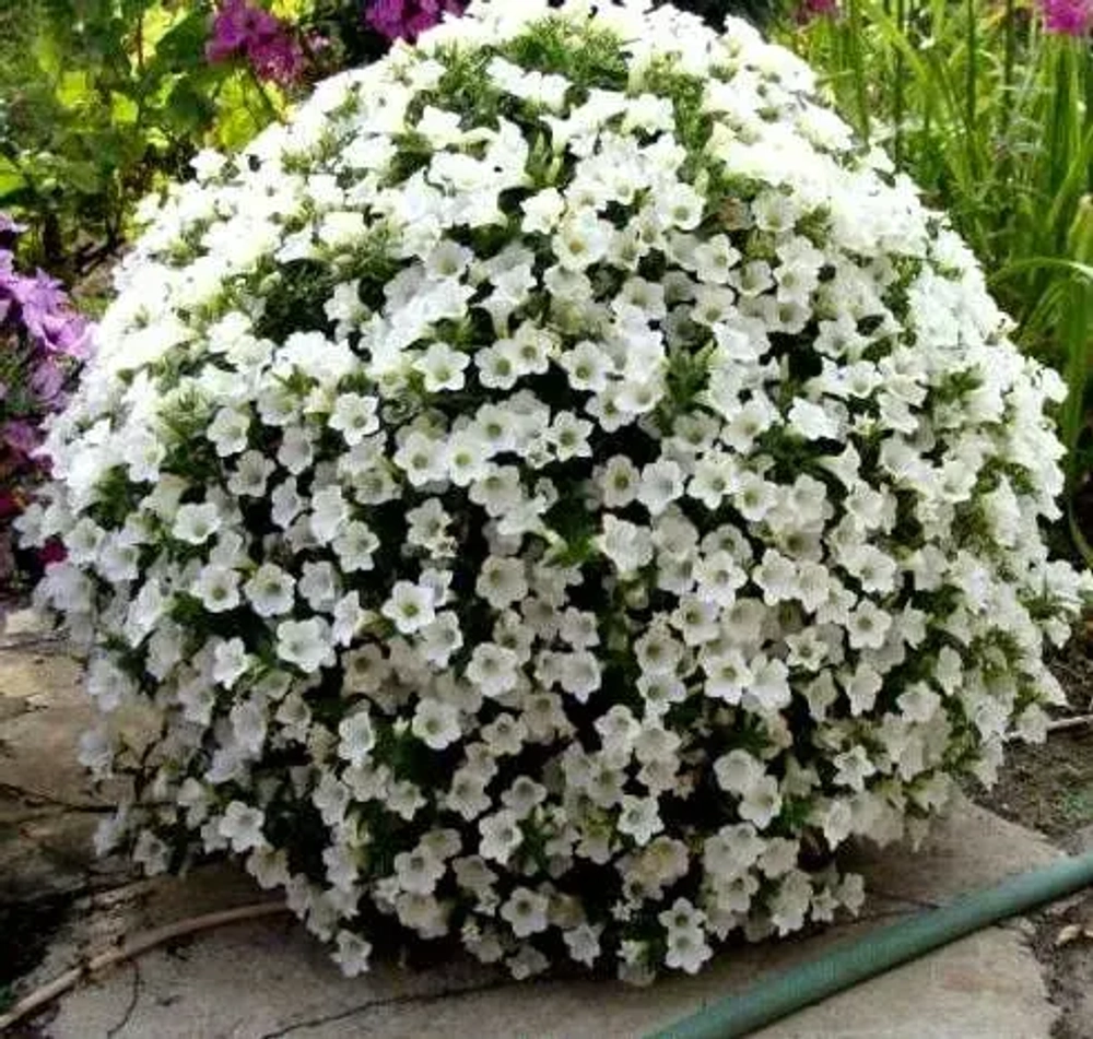 Петуния ампельная Surfinia Table White (П15)
