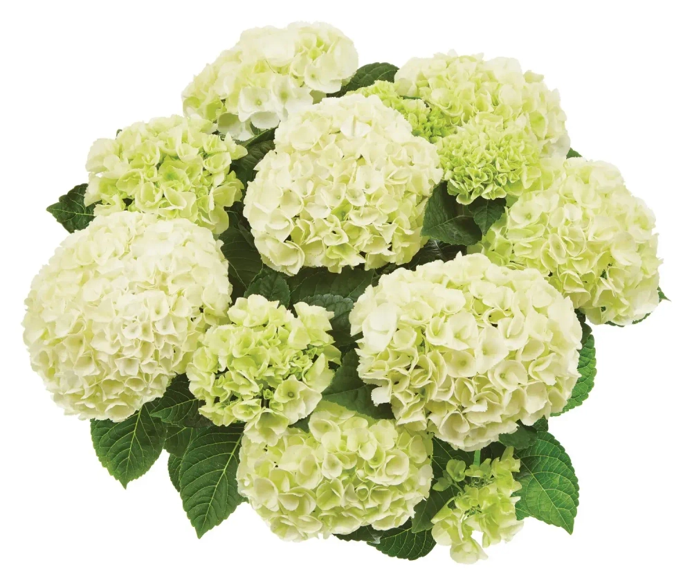 Саксон «Брайт Уайт» (Saxon «Bright White») есть в наличии