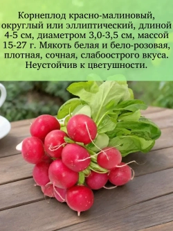 Семена Редиса Жара Скороспелый холодостойкий сорт 10 гр