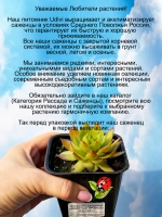 Молодило Золотой прииск золотистое каменная роза