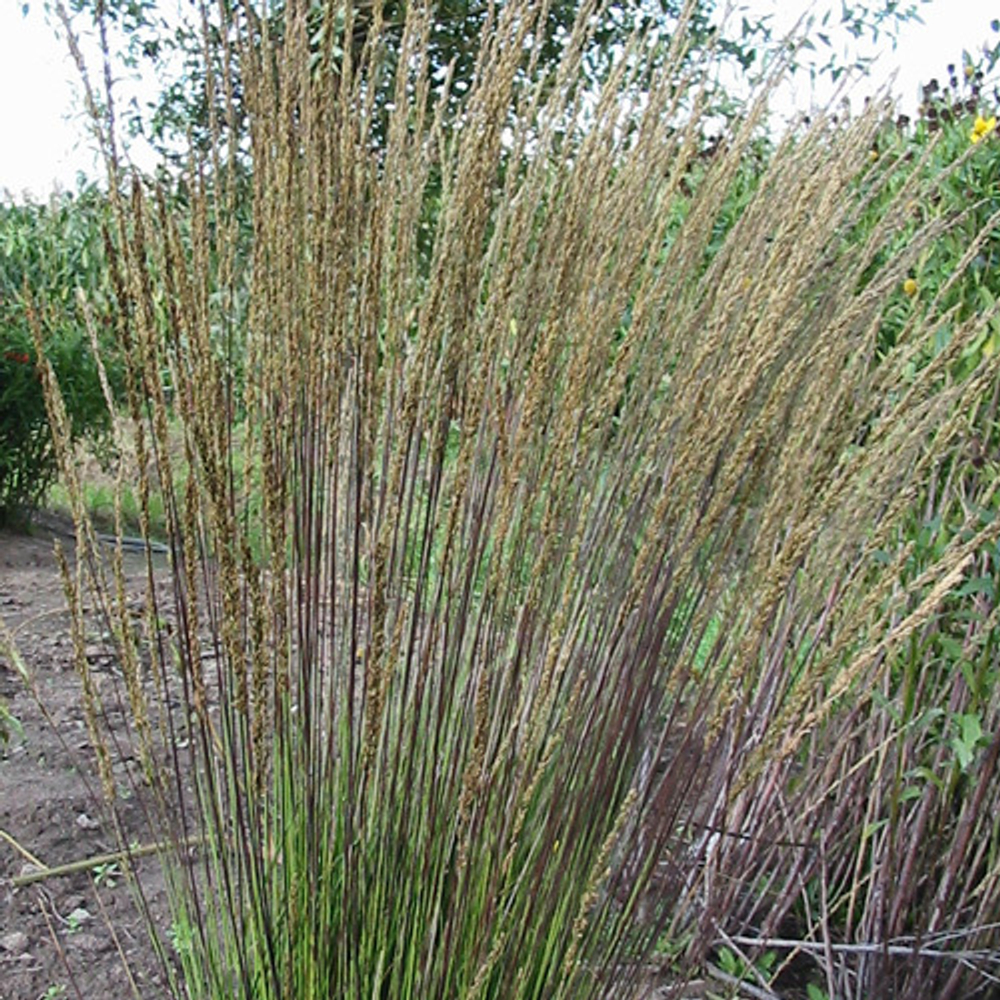 Молиния голубая "Dauerstrahl". Molinia caerulea "Dauerstrahl"