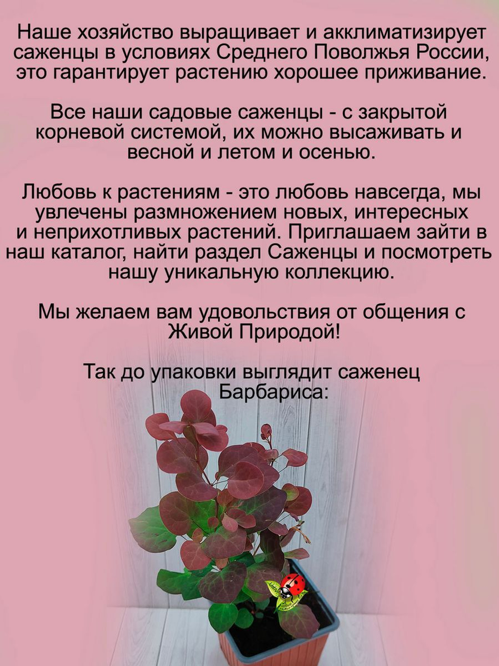 Барбарис Атропурпурея тунберга красно-пурпурный