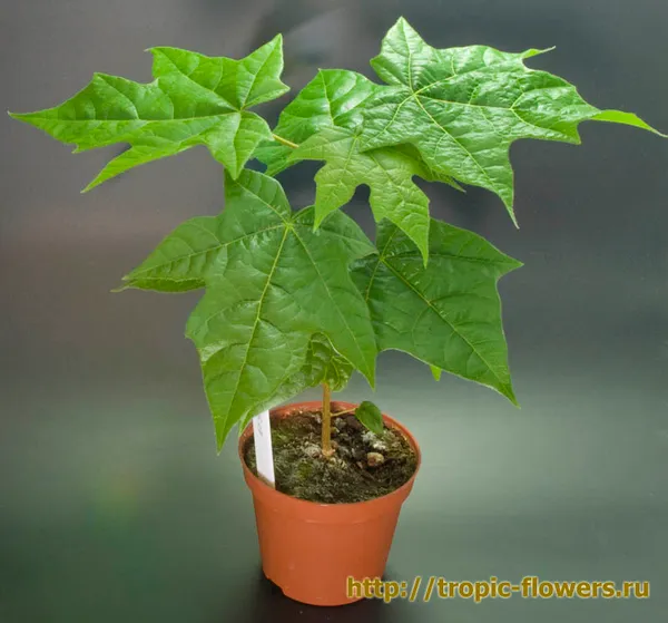 Brachychiton Discolor (Брахихитон Разноцветный)